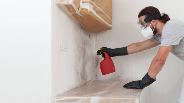 Professional Basement Mold Removal technician working in White Plains, NC