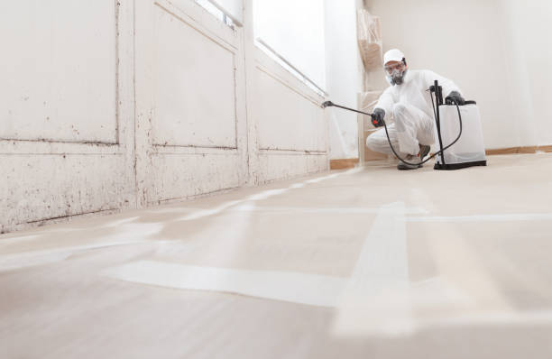 24/7 Emergency Basement Mold Removal experts in White Plains, NC
