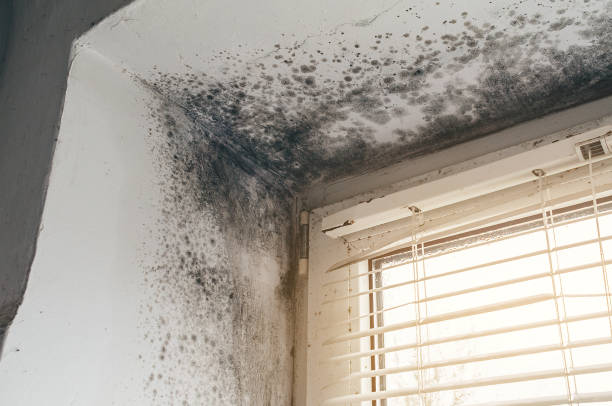Affordable Basement Mold Removal solutions in White Plains, NC