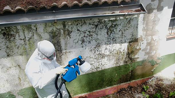 Top rated local Basement Mold Removal specialists in White Plains, NC